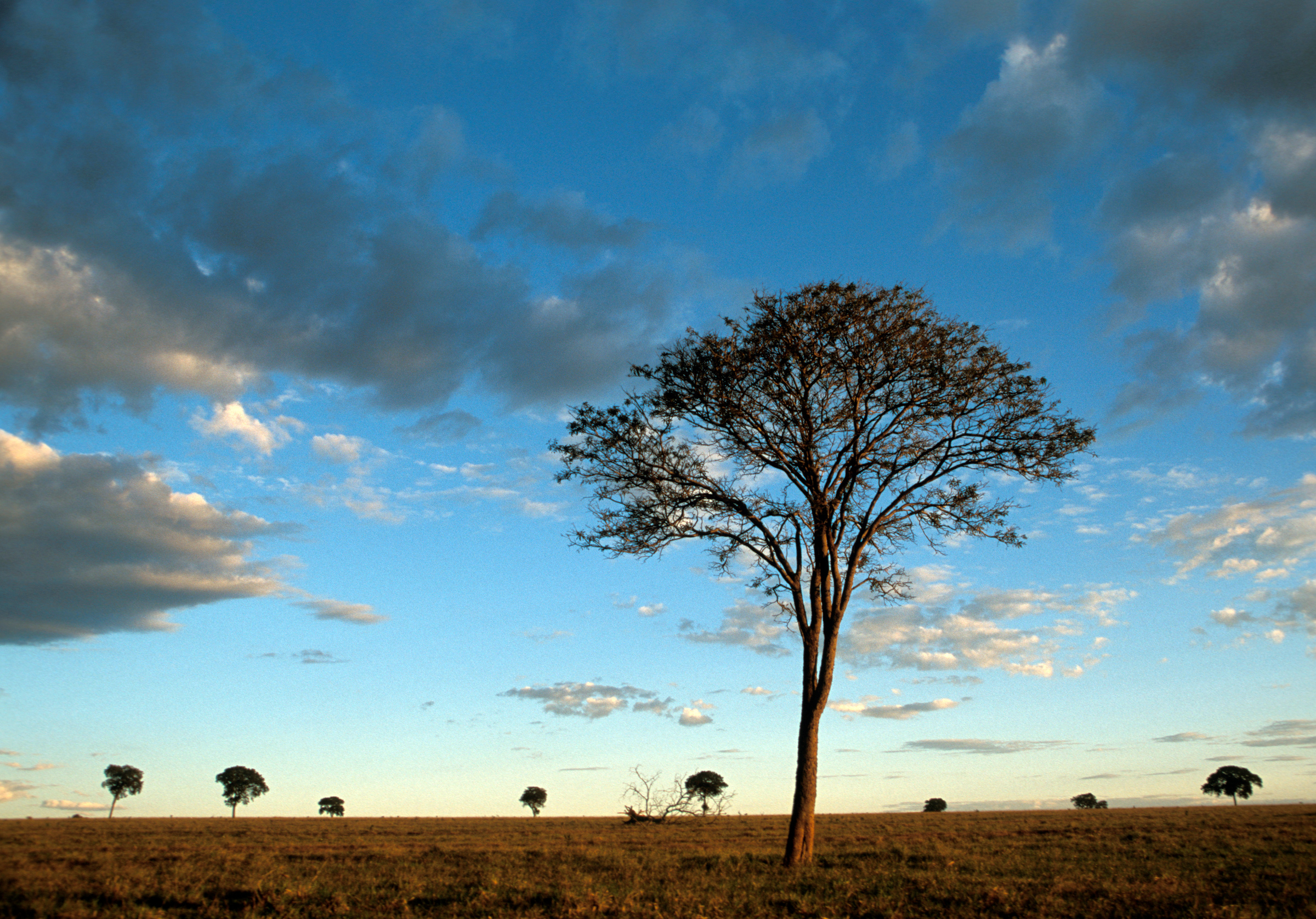 Schemering over de Cerrado