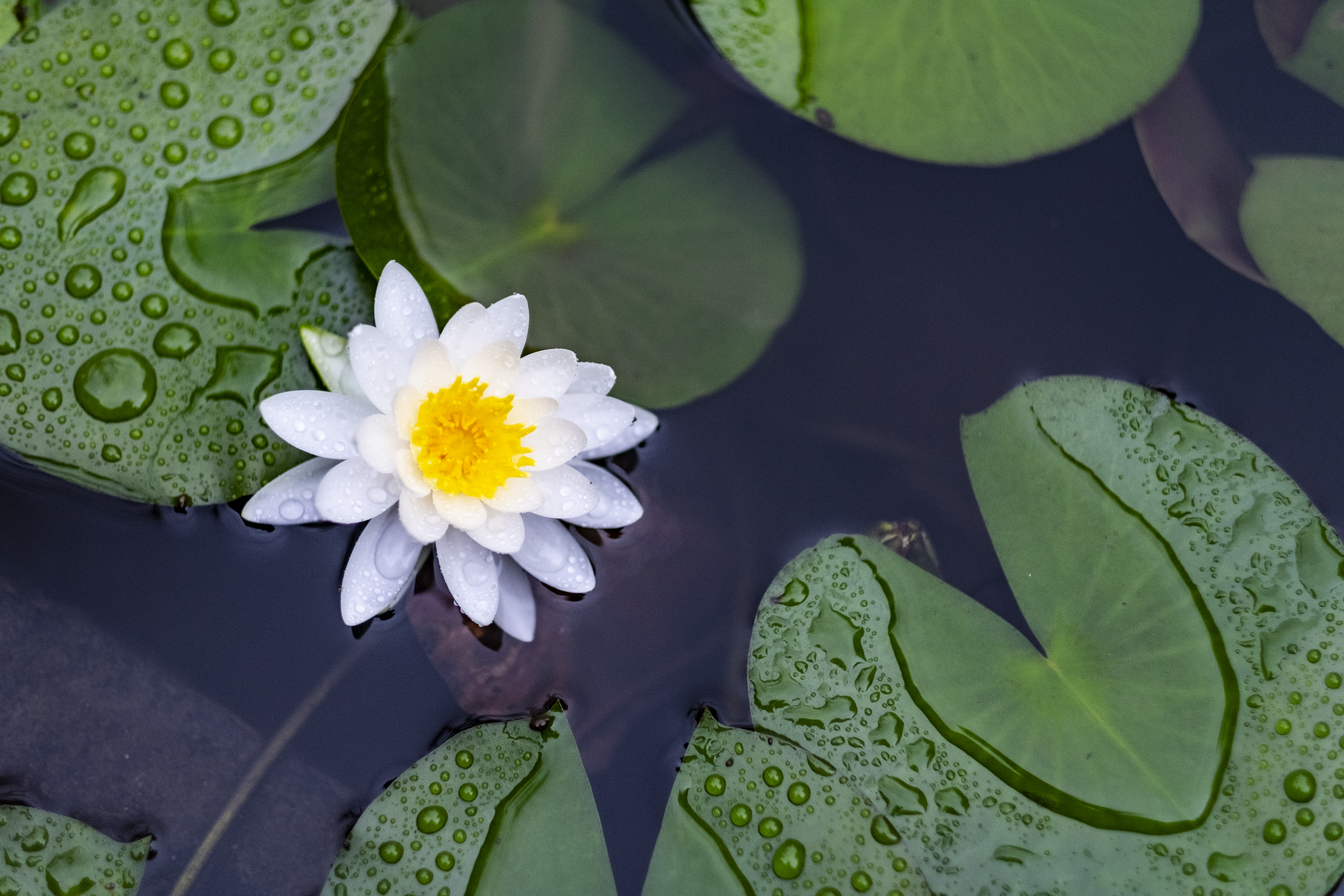 Lelies en bloem op het water