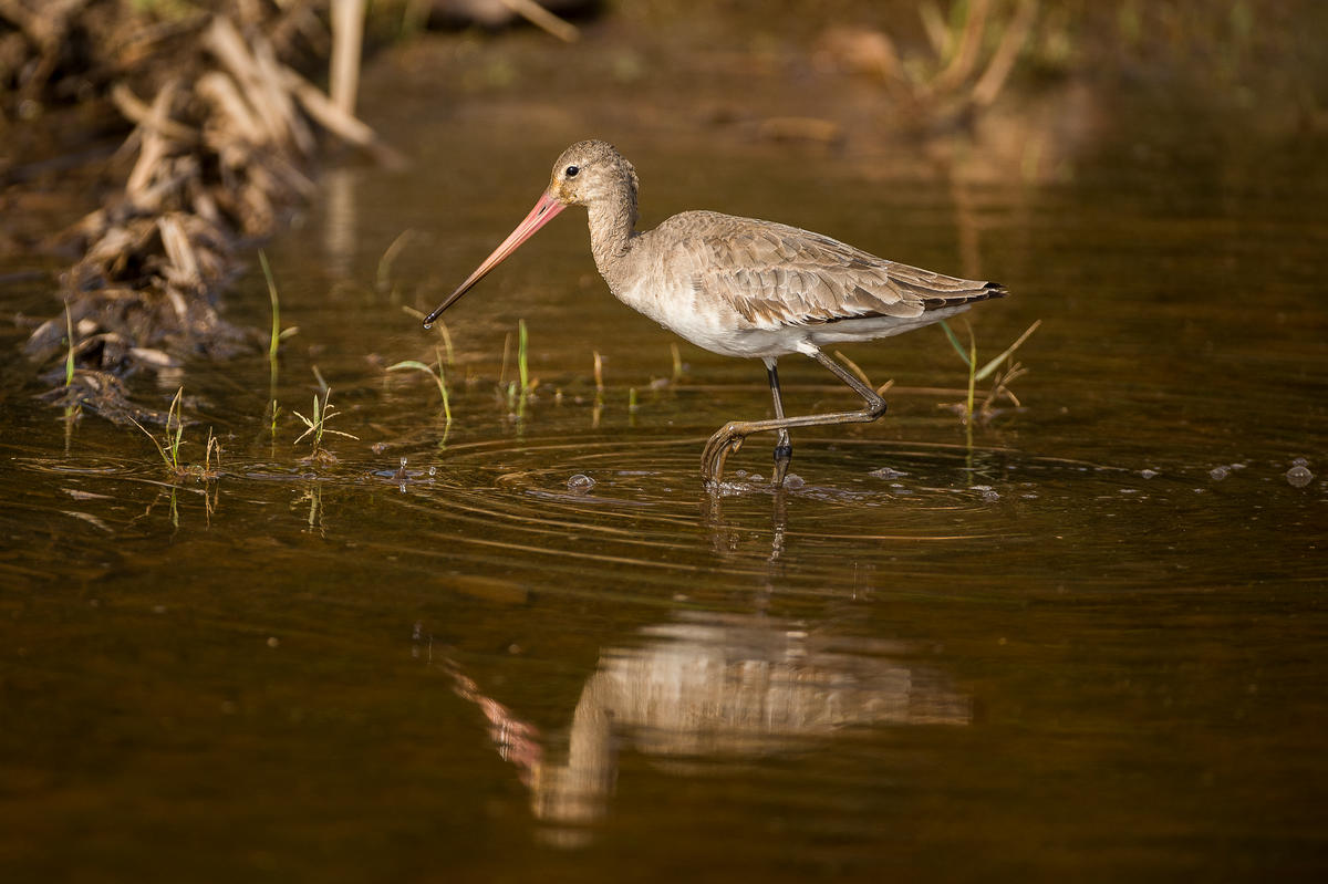 Grutto in het water, India