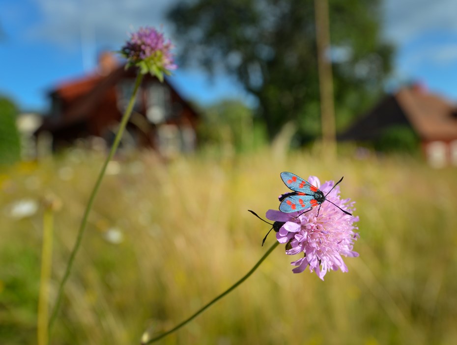 Vlinder op bloem