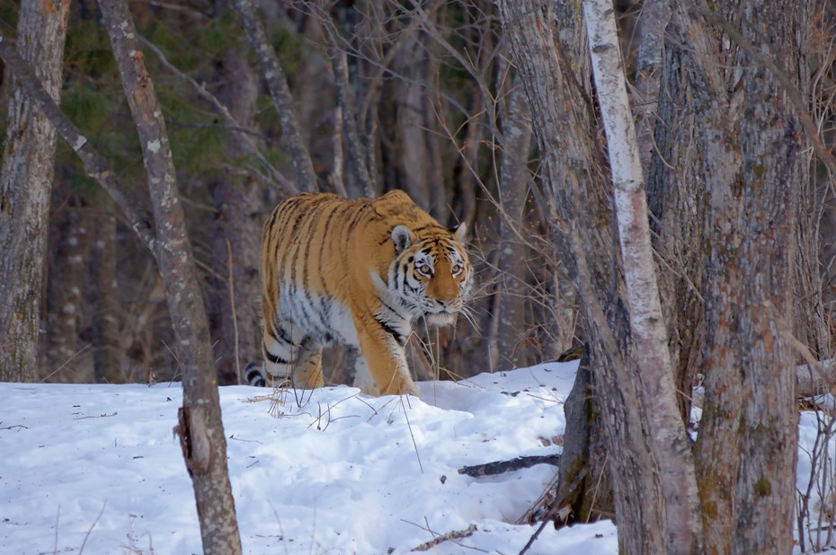 Een tijger in besneeuwd bos
