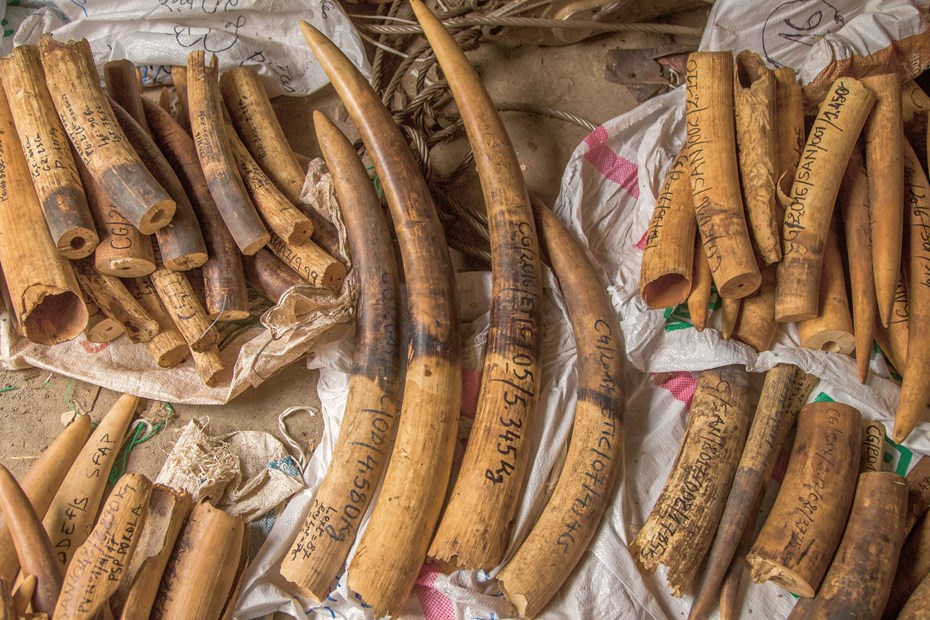 slagtanden liggen grond